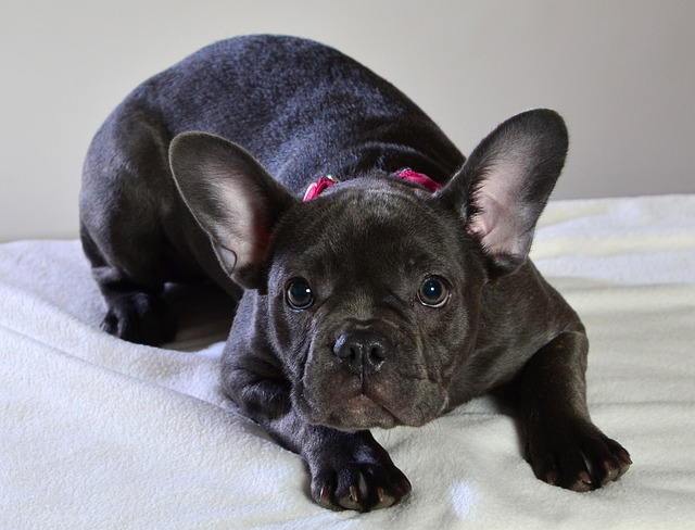blue adult french bulldog