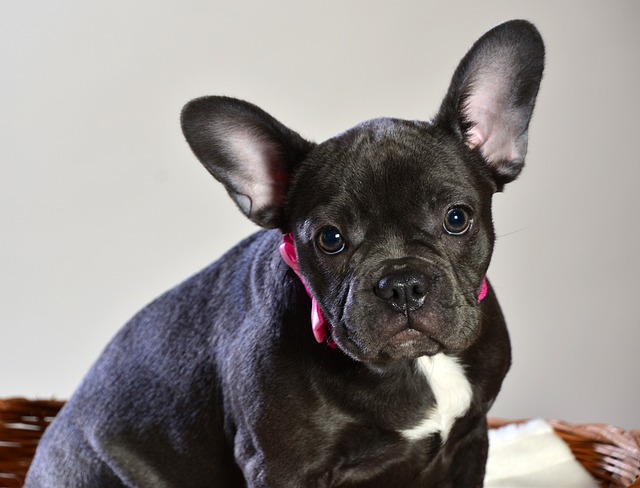 Blue Adult French Bulldog: Aggression