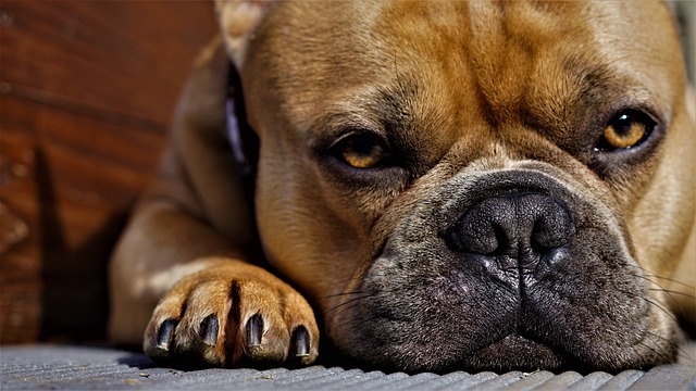 Mini French bulldog bully: Food in Breeding
