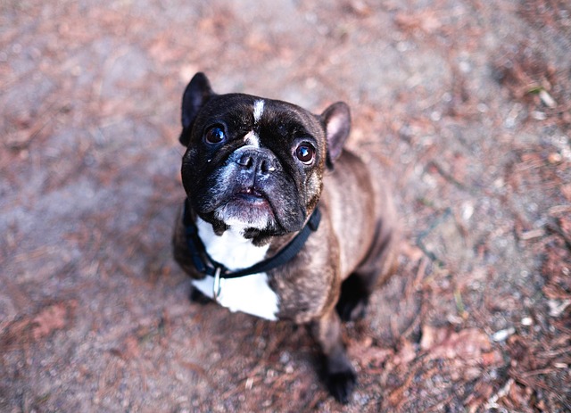 Pug Puppies: Pug Feeding Methods