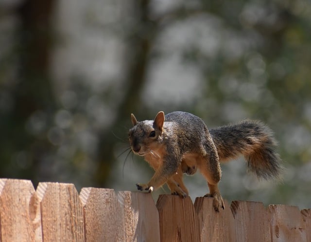 How to Keep Squirrels Out of Garden? The Solution插图10