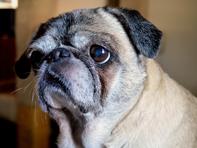 red pug