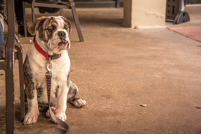 Mini English Bulldog Puppies: Everything You Know About Them