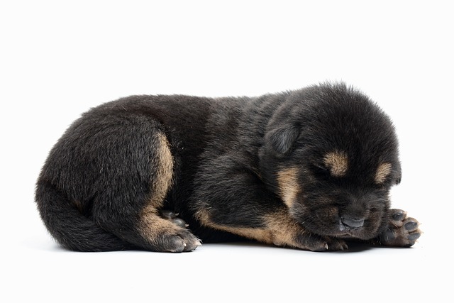 micro pug