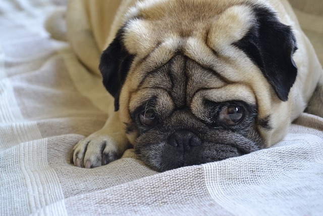 Silver Fawn Pug: Daily Breeding of Pugs Part 1