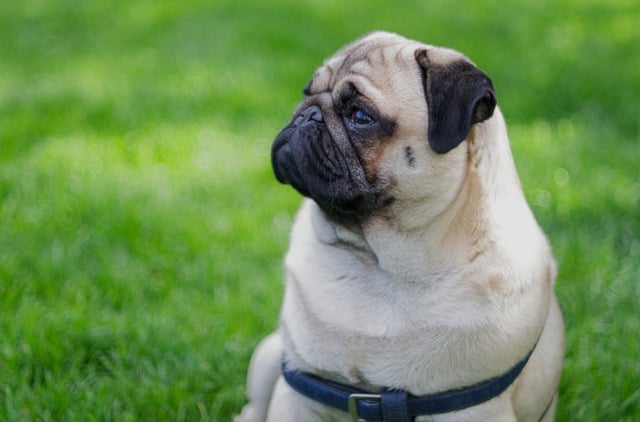 What to Look for When Bathing a Dark Brown Pug Puppy
