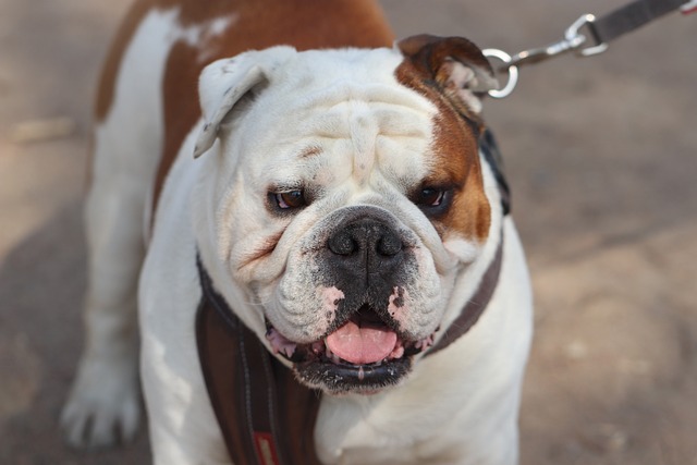 Mini English Bulldog Puppies: Everything You Know About Them