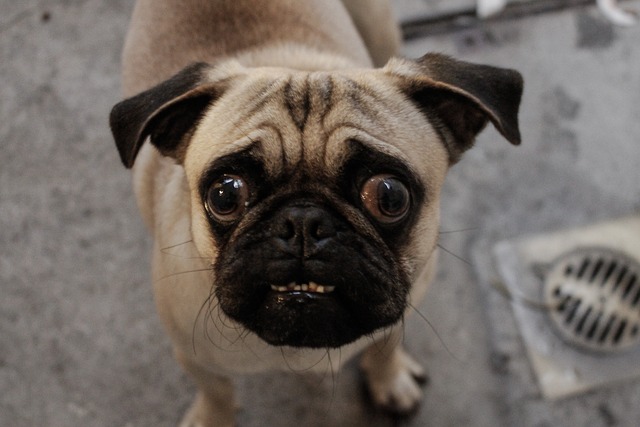 Silver Fawn Pug: Daily Breeding of Pugs Part 2