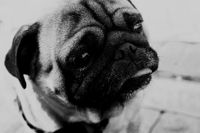 Black and Brown Pug: Reasons Why Few People Keep Them and Hair Loss