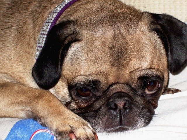 Silver Fawn Pug: Daily Breeding of Pugs Part 2