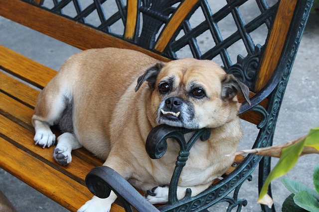 How to Train a Miniature Pug