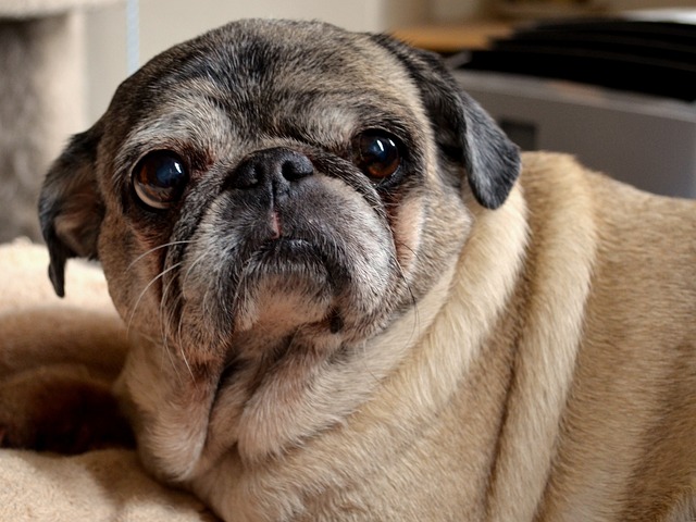 Black and Brown Pug: Reasons Why Few People Keep Them and Hair Loss