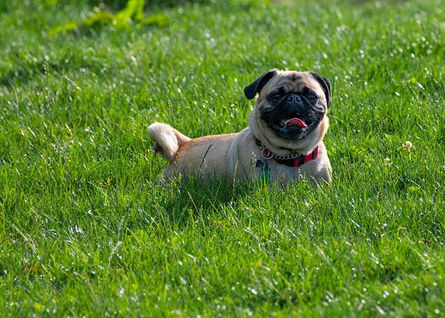 retro pug