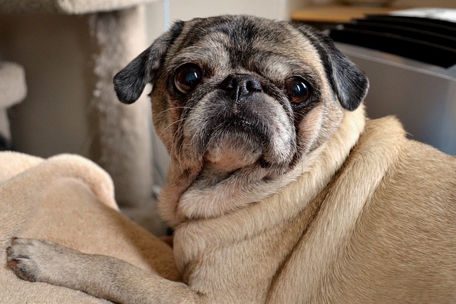 Red pug: How to Feed a Red pug