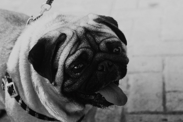 Black and Brown Pug: Reasons Why Few People Keep Them and Hair Loss