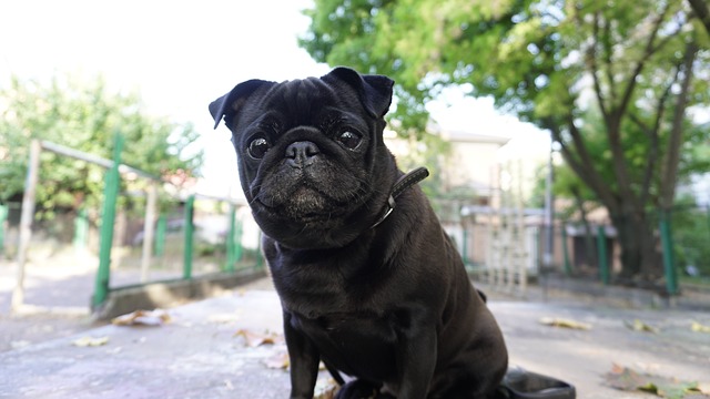 How to Make a Miniature Pug Live a Little Longer