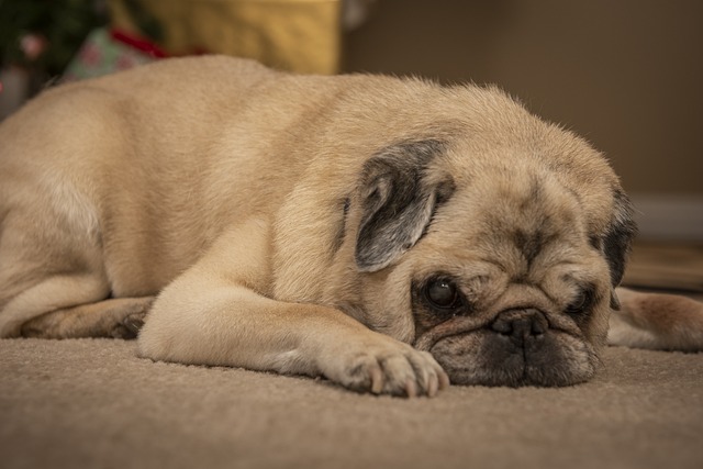 Retro Pug: Breed Differences and Similarities to Beagles Part 1