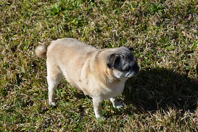 Retro Pug: Breed Differences and Similarities to Beagles Part 1