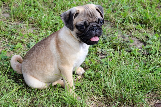 Retro Pug: Breed Differences and Similarities to Beagles Part 1