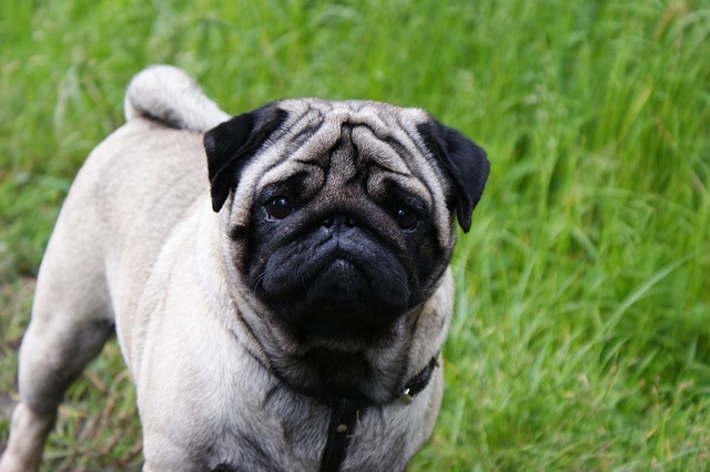 silver fawn pug