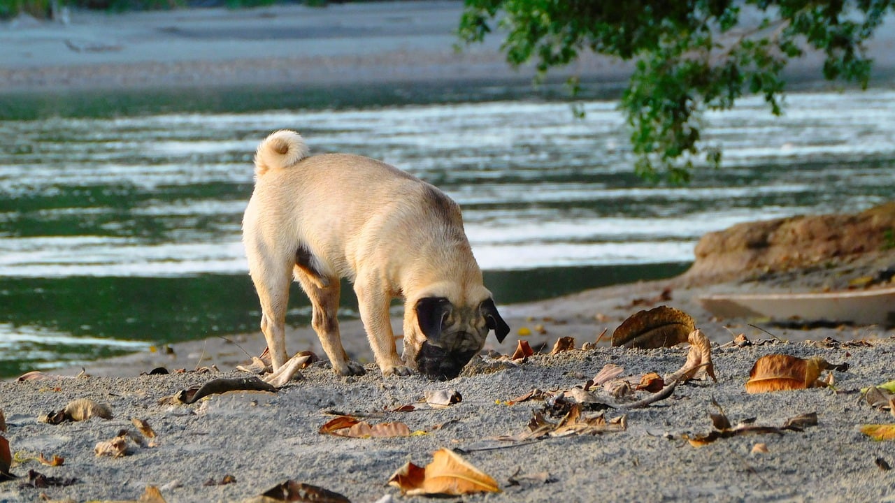 silver fawn pug