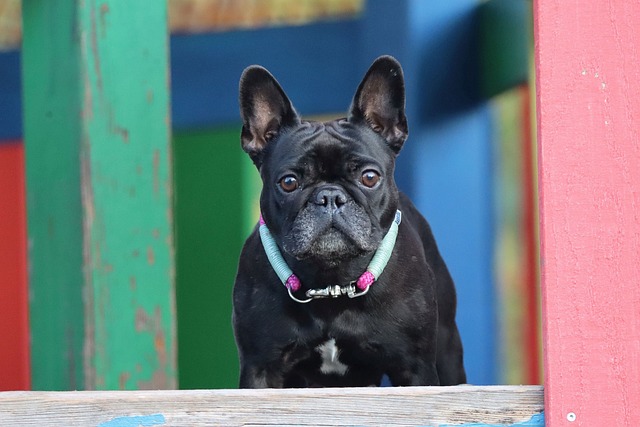 Mini French bulldog bully: Food in Breeding