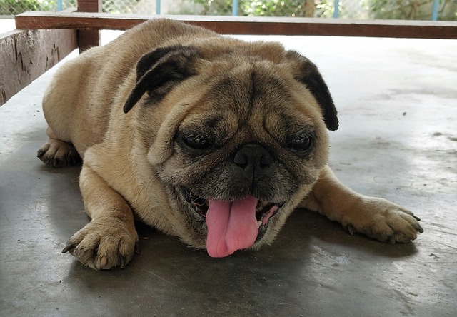 How to Make a Miniature Pug Live a Little Longer
