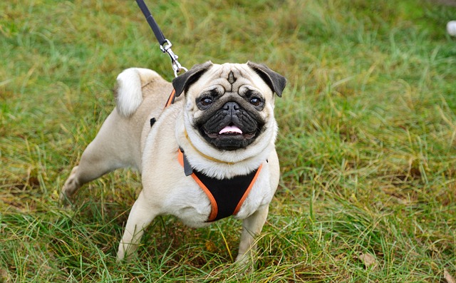 How to Train a Miniature Pug