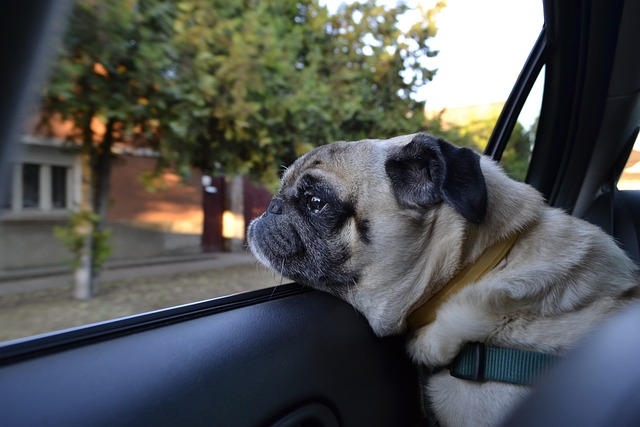 silver fawn pug