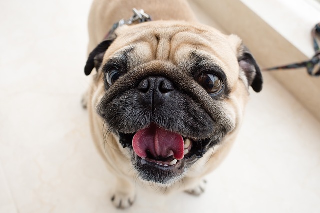 Red pug: How to Feed a Red pug