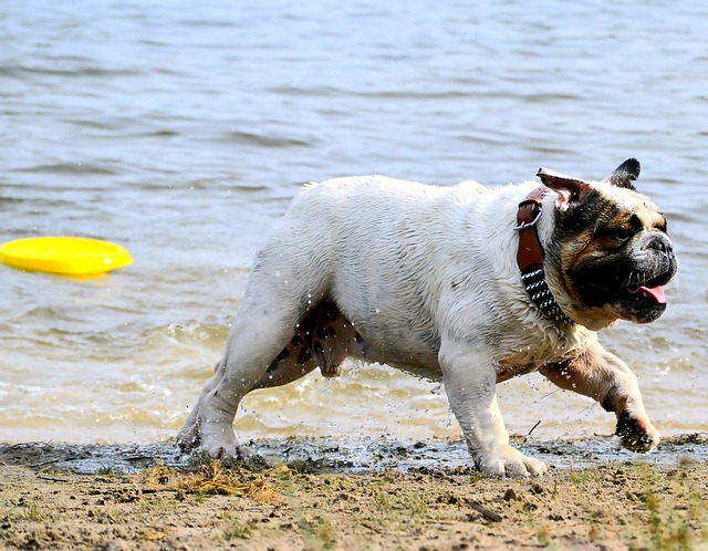 Mini English Bulldog Puppies: A Guide to Breeding