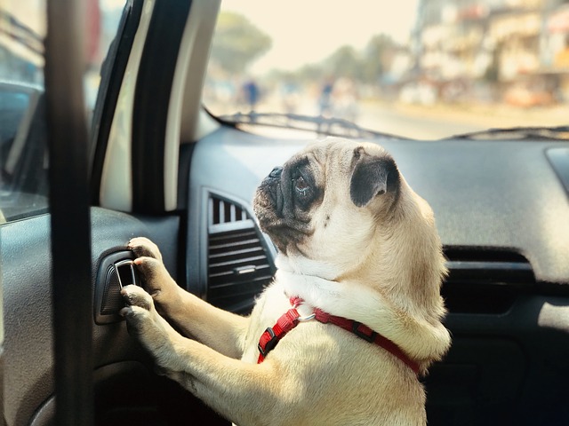 Pug Puppies: Pug Feeding Methods
