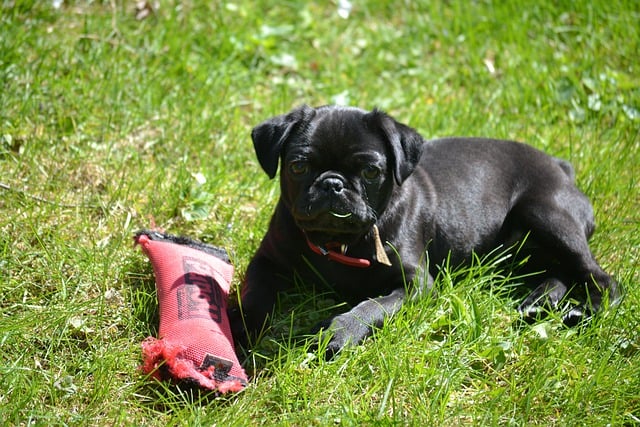 pug puppies