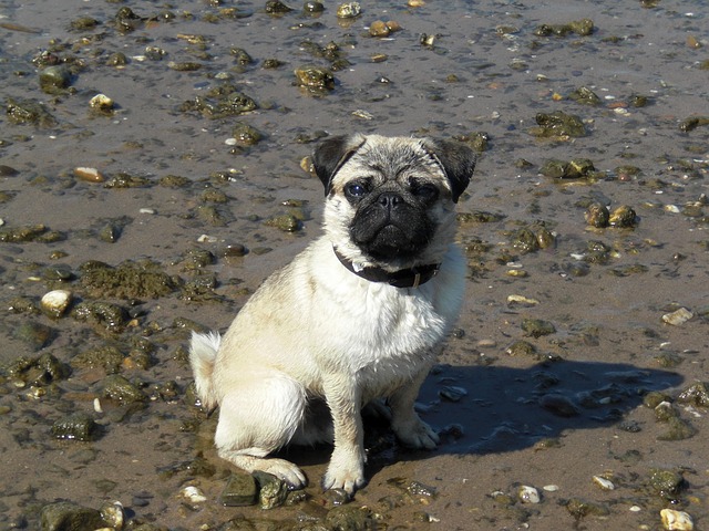 pug puppies