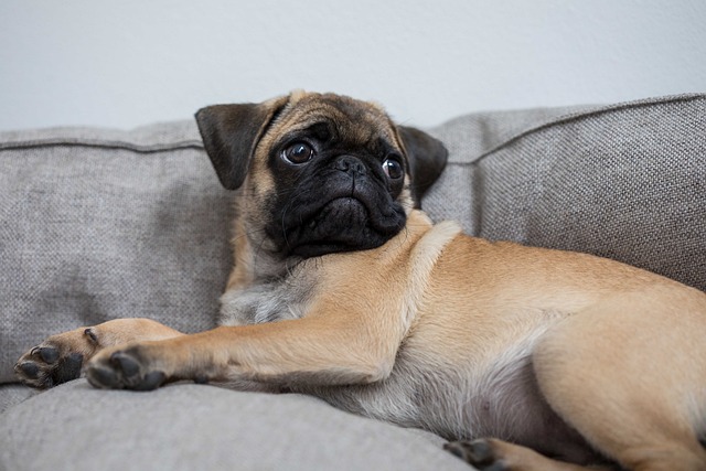 pug dog colours
