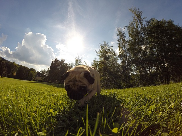 retro pug