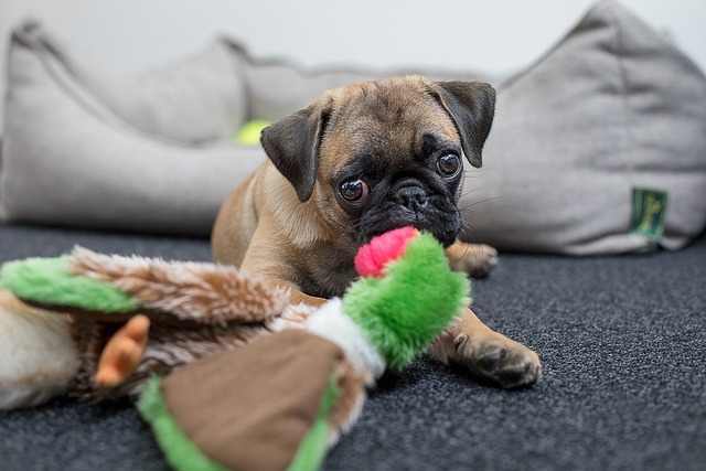 Black and Brown Pug: Reasons Why Few People Keep Them and Hair Loss