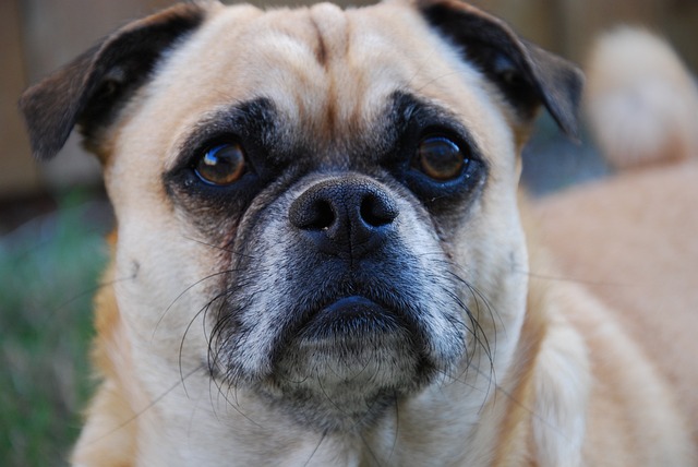 cream pug