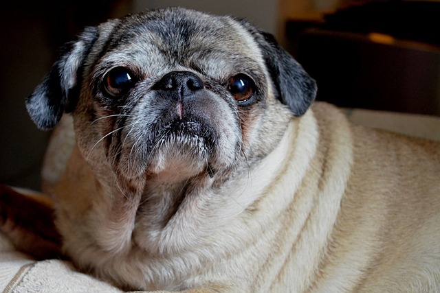 red pug