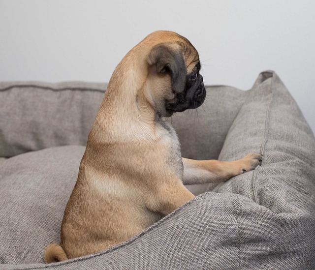pug dog colours