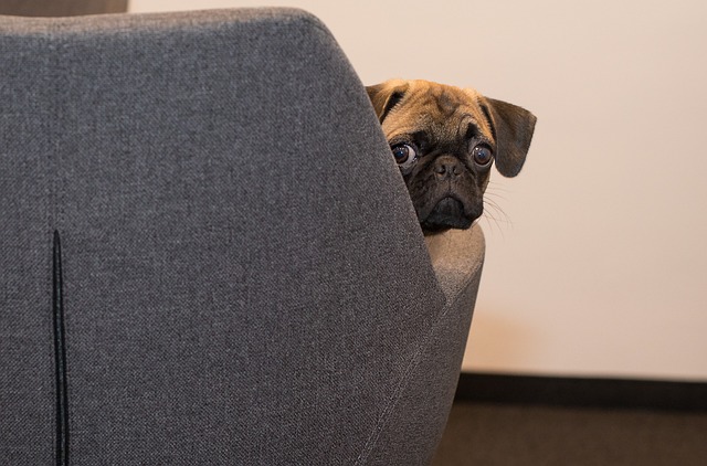 Pug Dog Colours: Common Characteristics of Pugs with Different Coat Colors