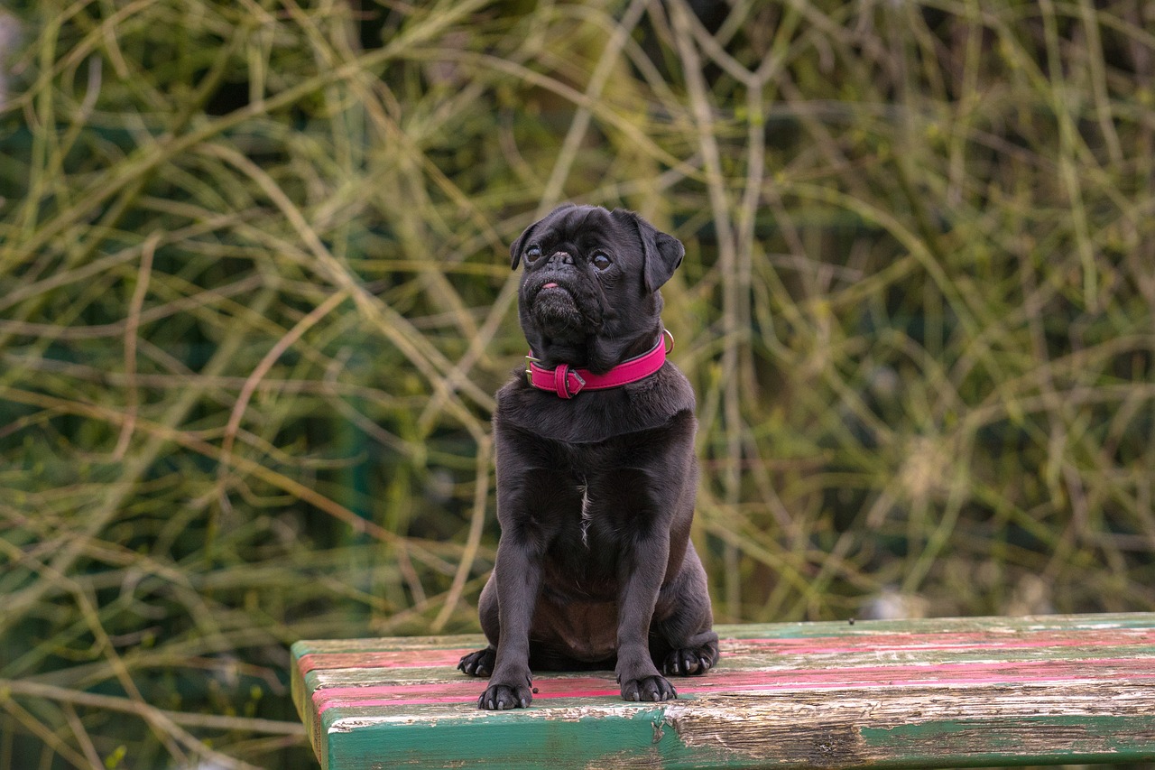 How to Train a Miniature Pug