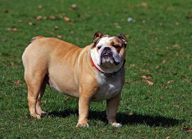 Mini English Bulldog Puppies: Everything You Know About Them