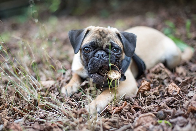Silver Fawn Pug: Daily Breeding of Pugs Part 1