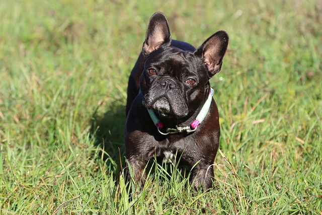 Blue Adult French Bulldog: Aggression