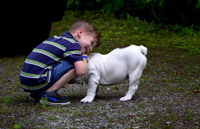 Mini English Bulldog Puppies: A Guide to Breeding