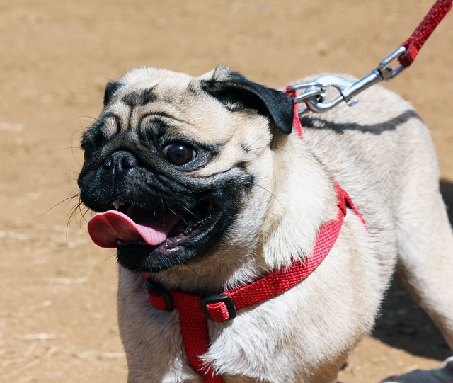 Retro Pug: Breed Differences and Similarities to Beagles Part 1
