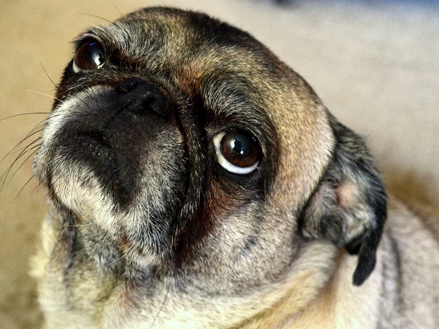 cream pug