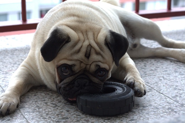 red pug