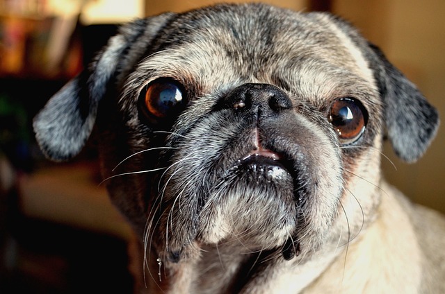 Red pug: How to Feed a Red pug
